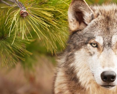 Wolf im Wald