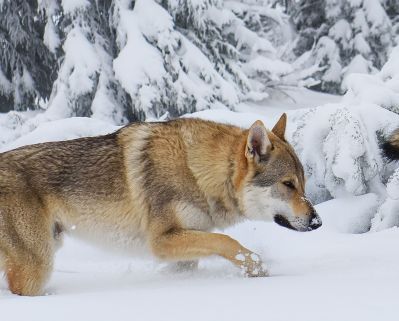 Wolfsrudel im Schnee