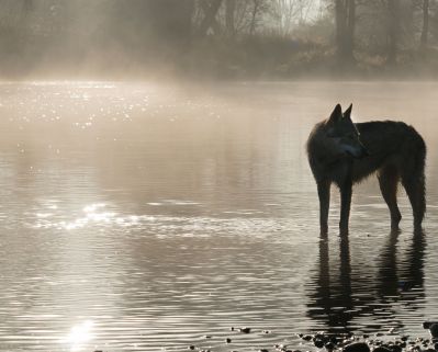 Wolf in See stehend mit Nebel umgeben