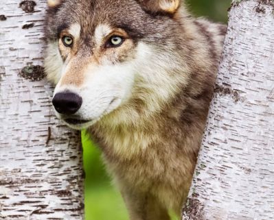 Wolf zwischen Bäumen